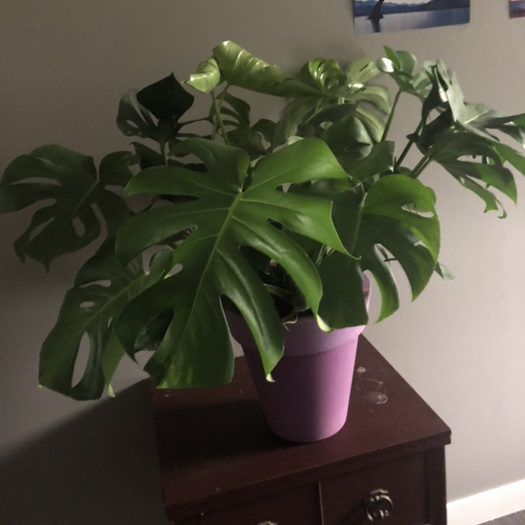 Monstera plant photo by @deathbycinnamon named Big Momma Terrisa on Greg, the plant care app.