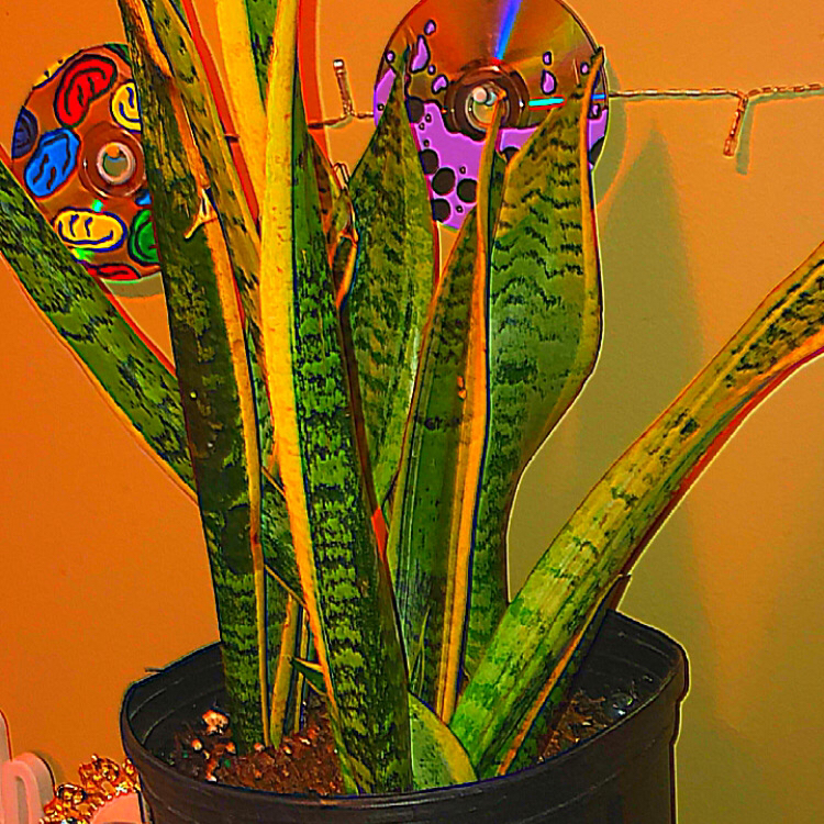 Snake Plant plant photo by @deathbycinnamon named Fluorite (she/they) on Greg, the plant care app.