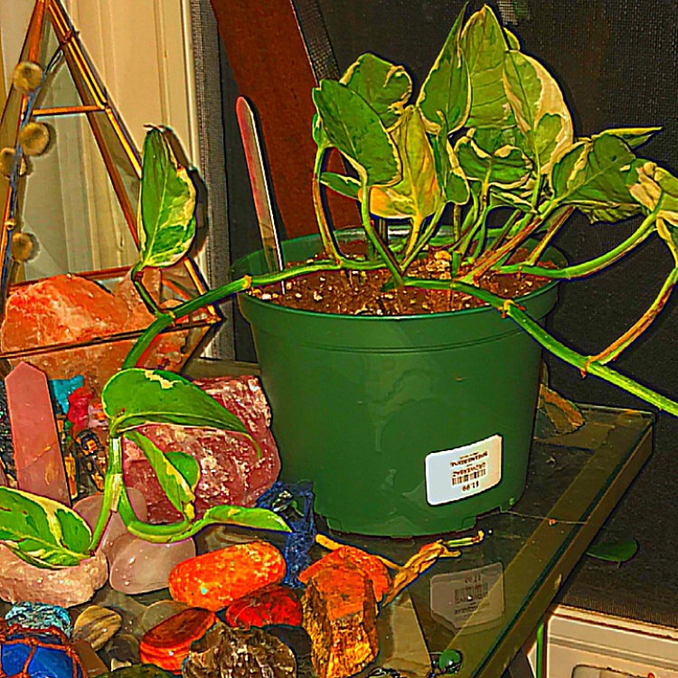 Pearls and Jade Pothos plant photo by @deathbycinnamon named Cobalt (she/they) on Greg, the plant care app.