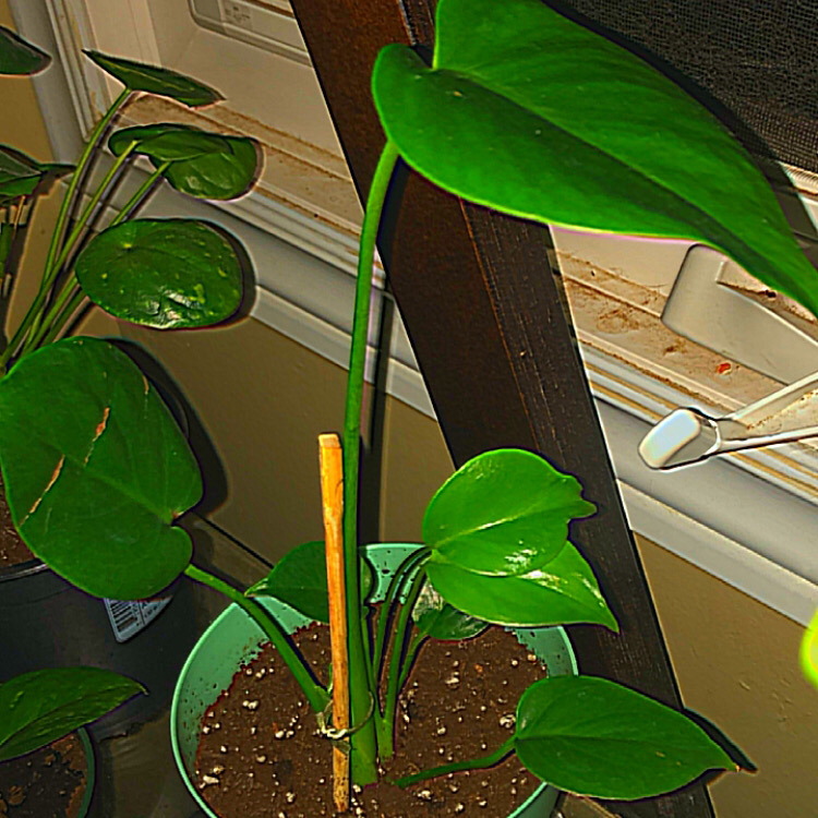 Monstera plant photo by @deathbycinnamon named Naomi(she/they) on Greg, the plant care app.