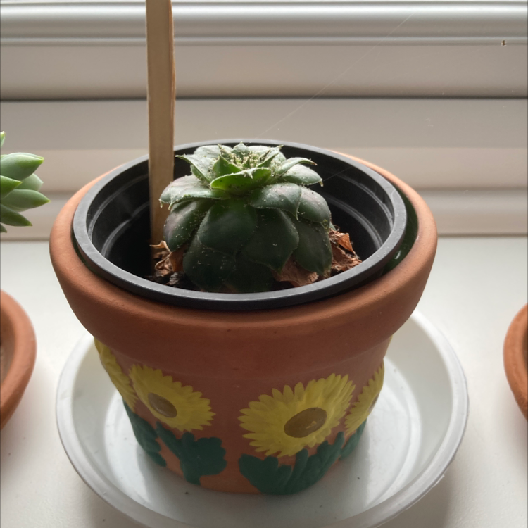 Photo of the plant species Sempervivium 'Royal Ruby' by Shannon named :) on Greg, the plant care app