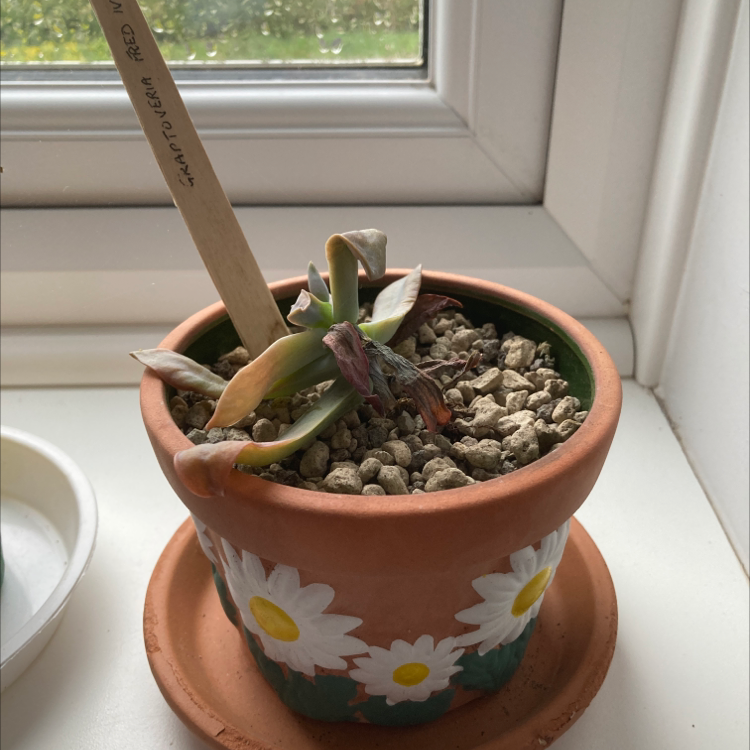 Potted Graptoveria 'Fred Ives' with some yellowing and browning leaves.