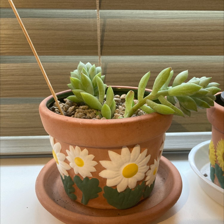 Potted Graptosedum 'Blue Giant' succulent in a decorative pot with painted flowers.