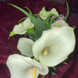 Calla Lily plant photo by @grace.rose12345678910 named Scarlett on Greg, the plant care app.