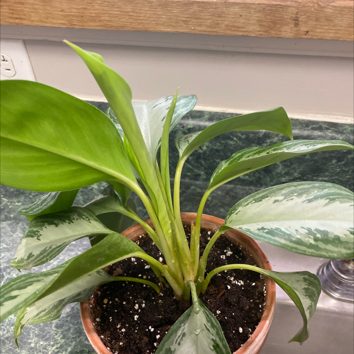 Healthy Chinese Evergreen houseplant with lush variegated green and white leaves in a terra cotta pot. Soil is visible.