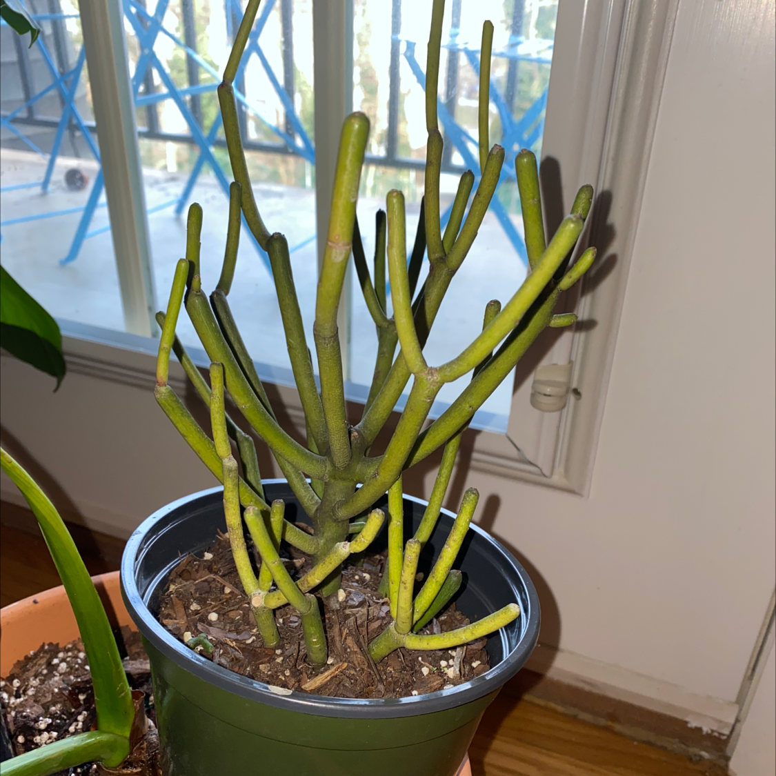 Pencil Cactus in a pot near a window, appears healthy with visible soil.