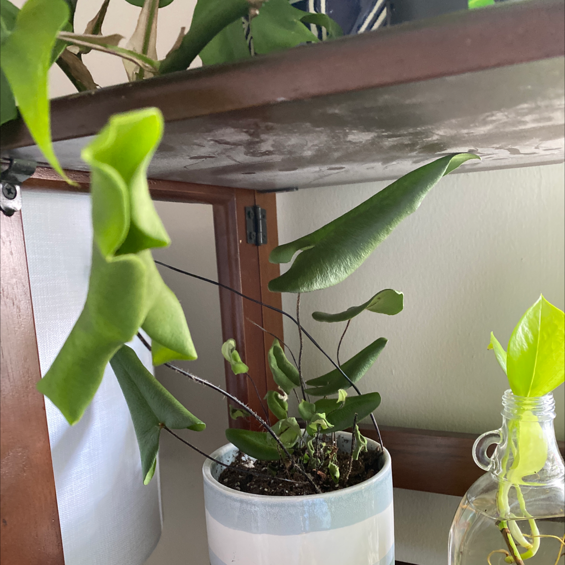 Heart Fern plant in a pot on a shelf with visible soil and healthy green leaves.