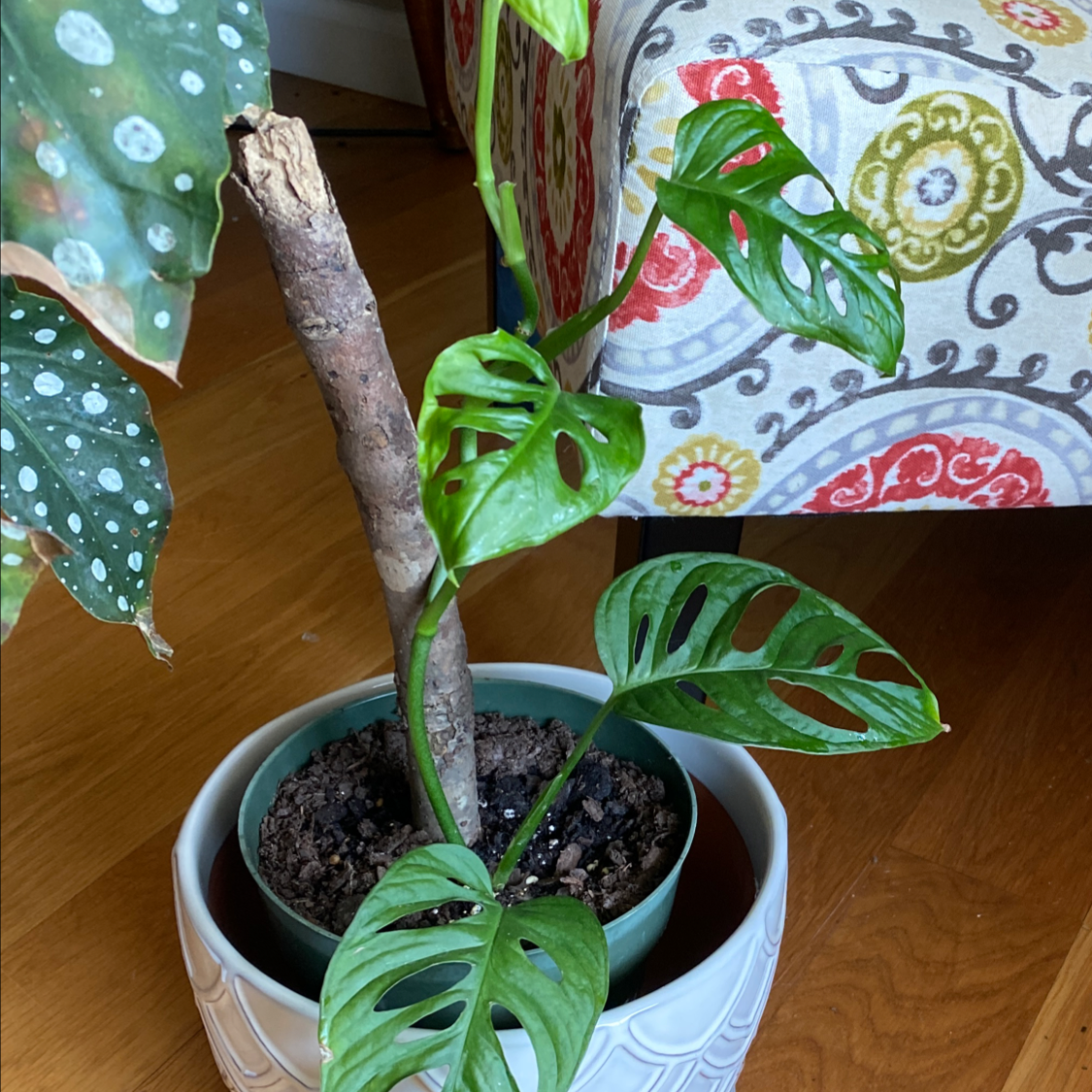 Swiss Cheese Vine (Monstera adansonii) in a pot with visible soil and vibrant green leaves.