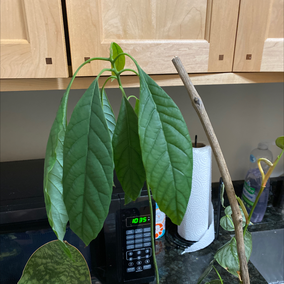 Healthy young avocado plant in a white pot with a moisture meter, sitting on a kitchen counter.