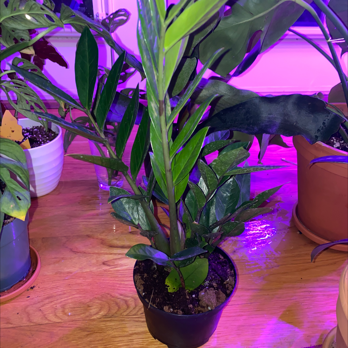 A thriving ZZ plant with glossy green leaves growing under purple lights, in a black nursery pot with visible soil.