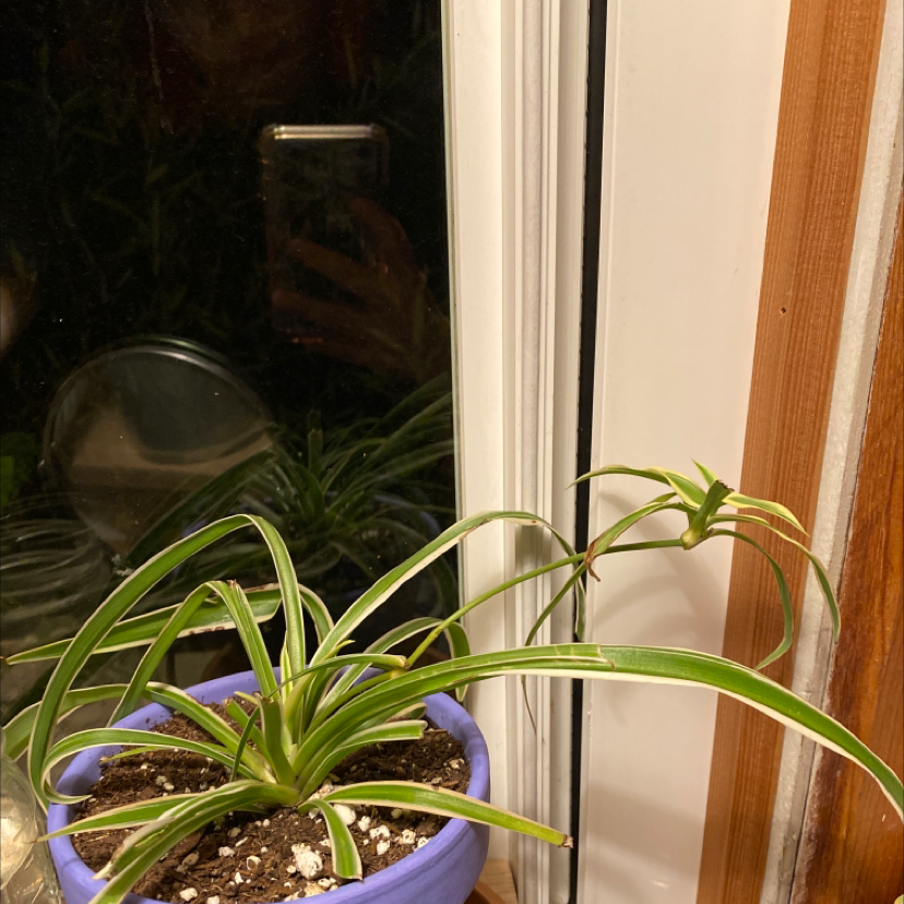 Spider Plant plant photo by Fox named peter parker on Greg, the plant care app.