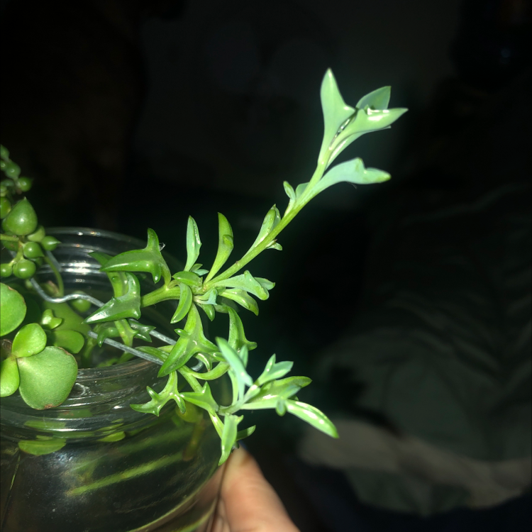String of Dolphins plant in a glass container, held by a hand.