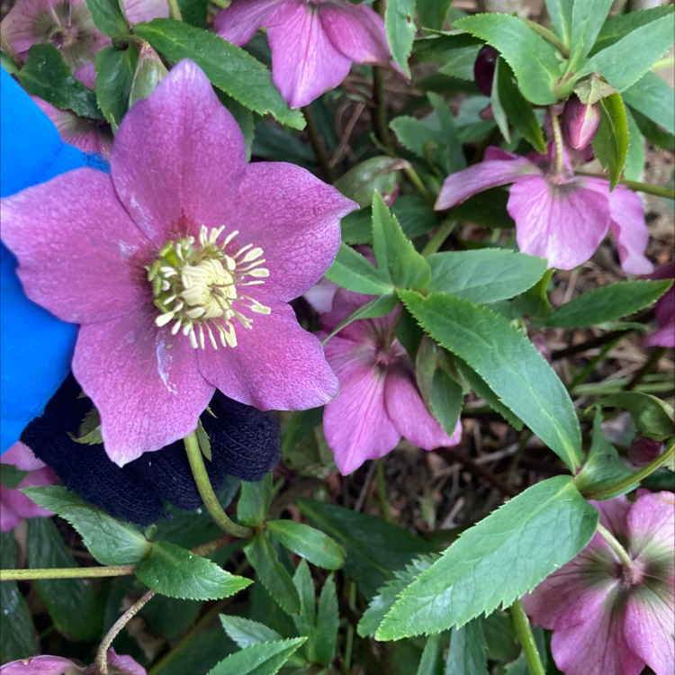 Lenten Rose plant with pink flowers and green leaves, held by a gloved hand.