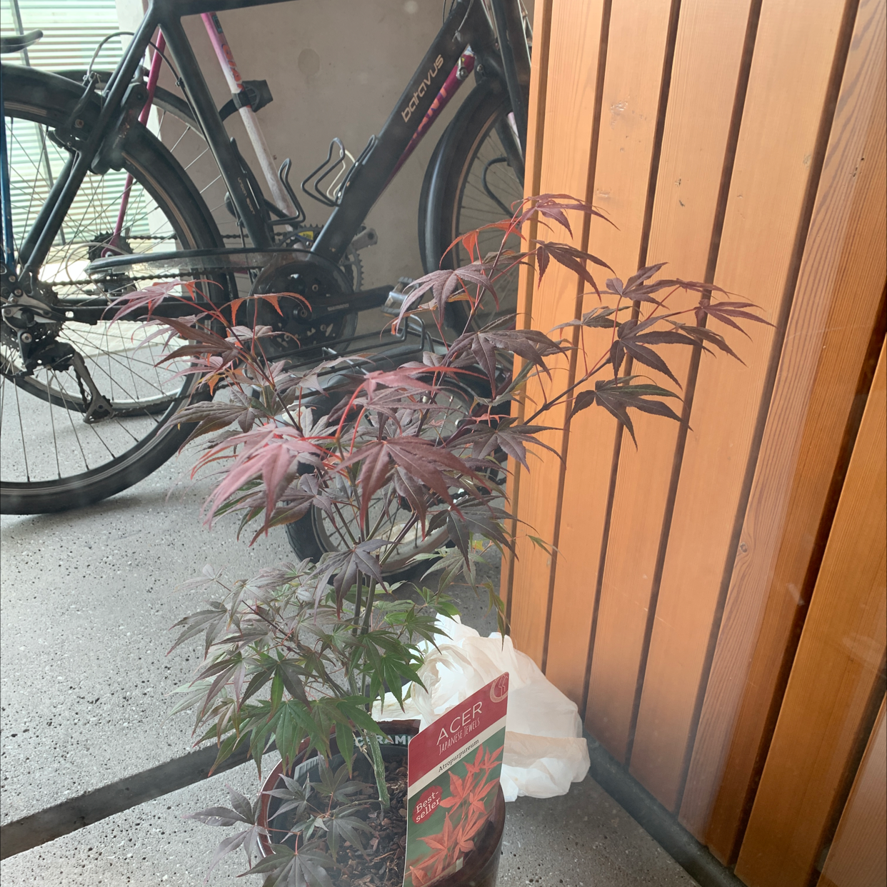 How Much Humidity Does My Japanese Maple Need?