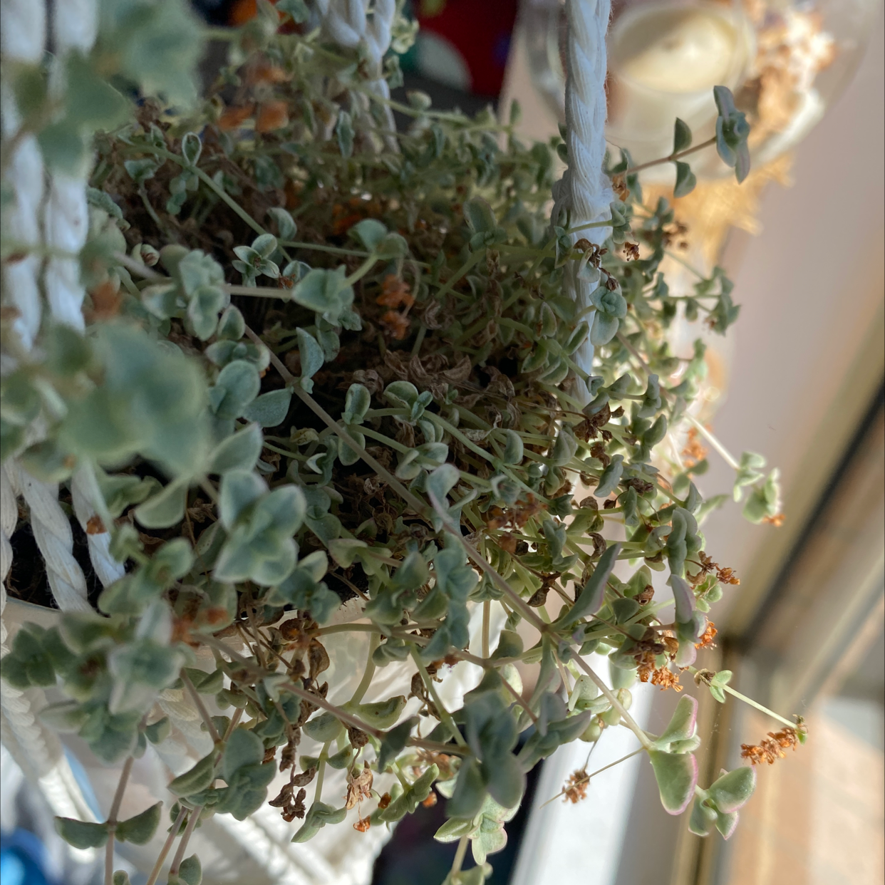 Healthy Crassula pellucida succulent plant with dense rosette of heart-shaped variegated leaves and small white flowers blooming in center.