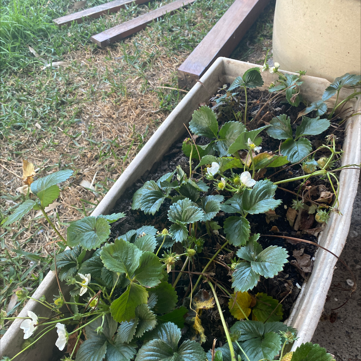 Beach Strawberry plant in a rectangular planter with green leaves and white flowers, some yellowing and browning leaves.