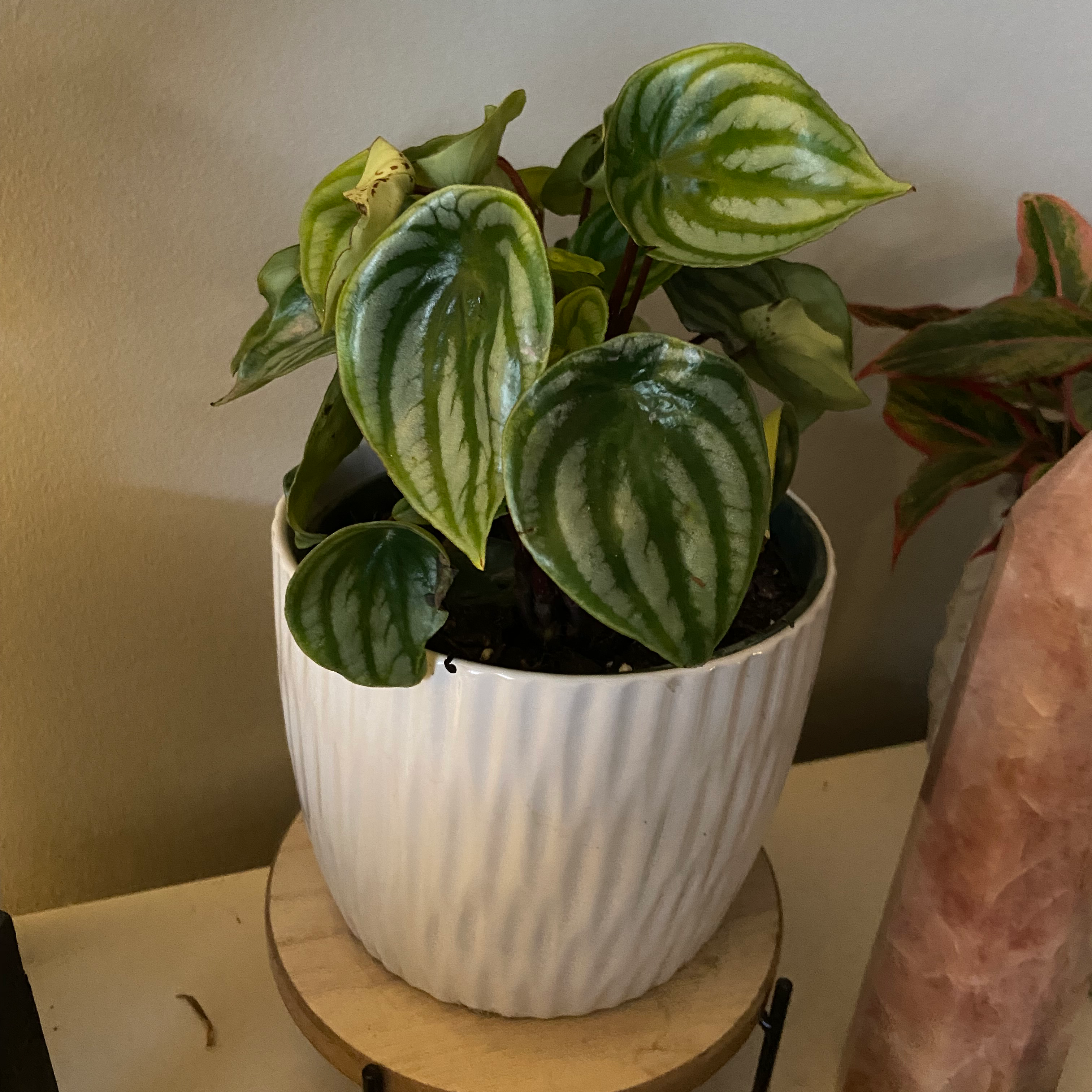Watermelon Peperomia plant in a white pot with vibrant green leaves.