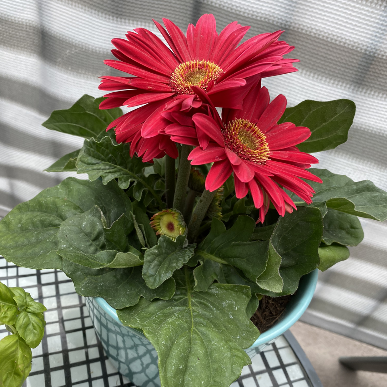 Potted Daisy plant with vibrant red flowers and healthy green leaves.