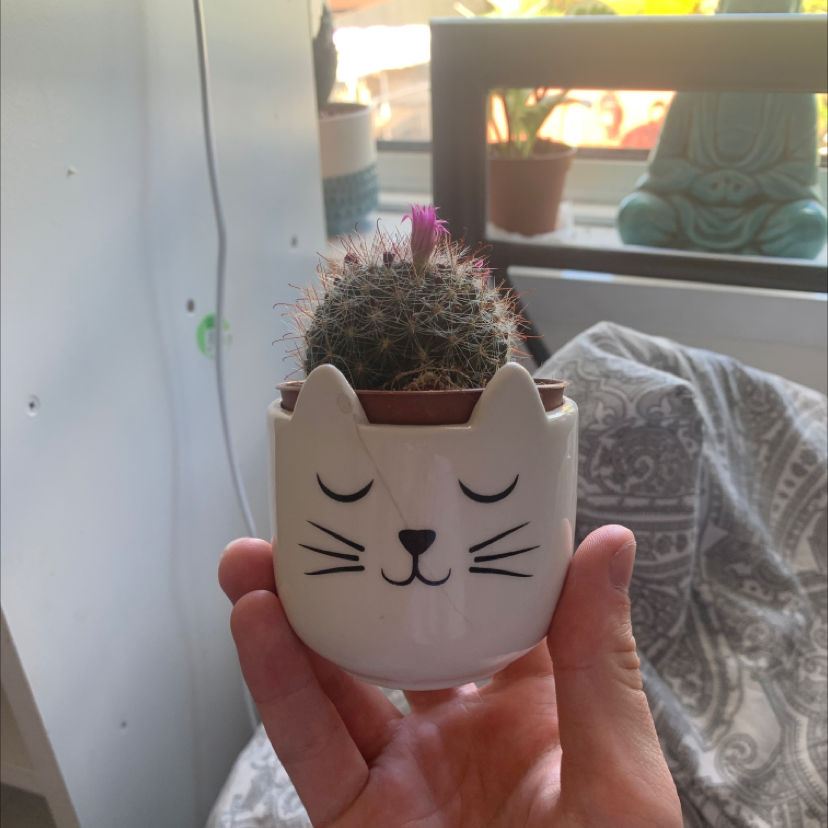 Photo of the plant species Mammillaria Formosa by @BassLord named Demi on Greg, the plant care app