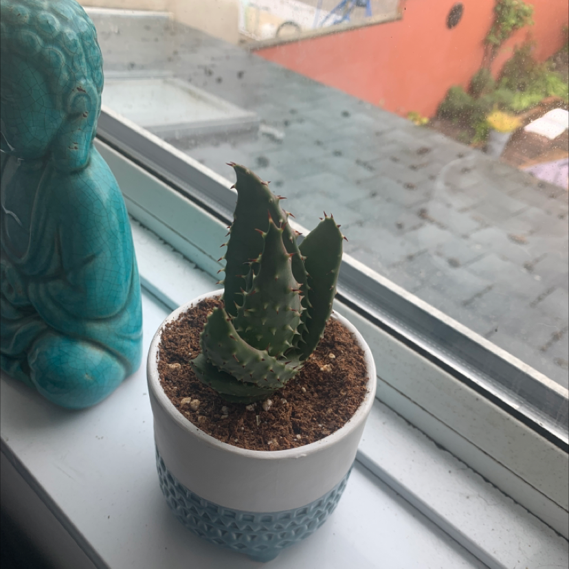 Photo of the plant species Cape Aloe by @BassLord named Buttercup on Greg, the plant care app