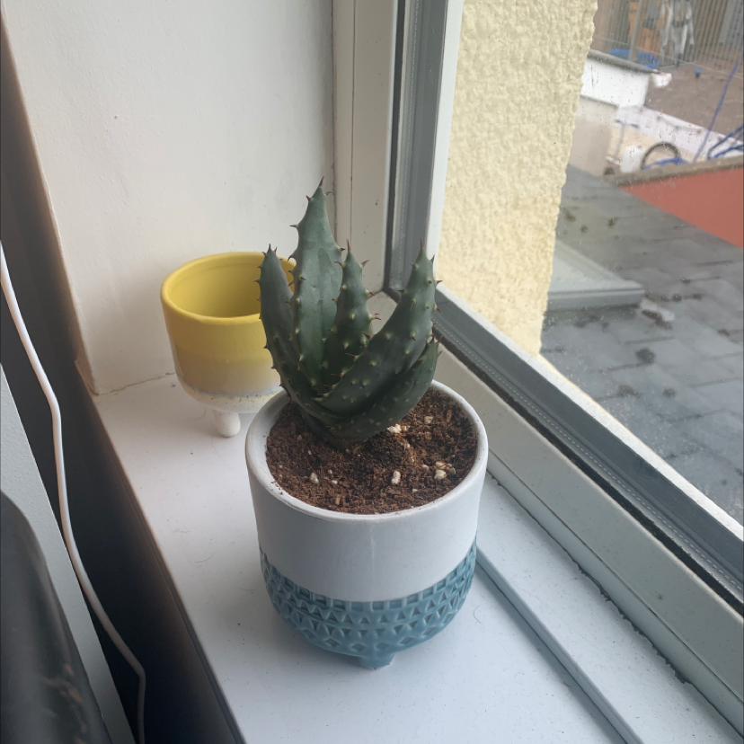 Cape Aloe plant in a pot on a windowsill, appears healthy with visible soil.