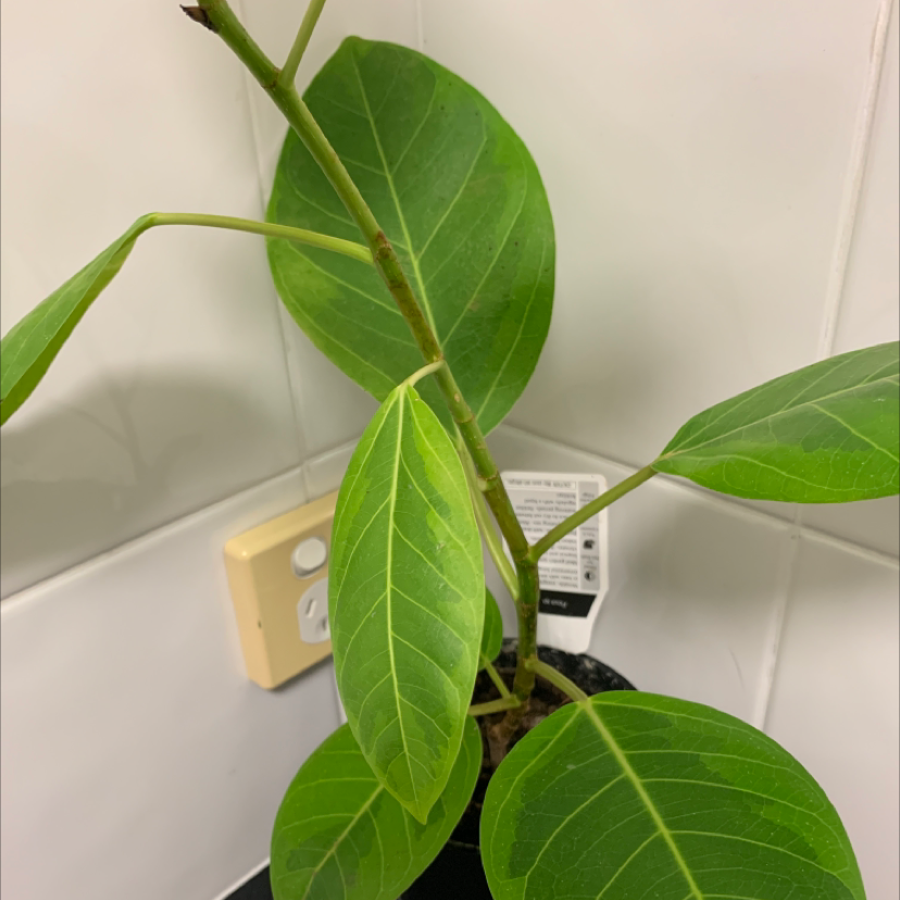 Council Tree plant with healthy green leaves in a pot.