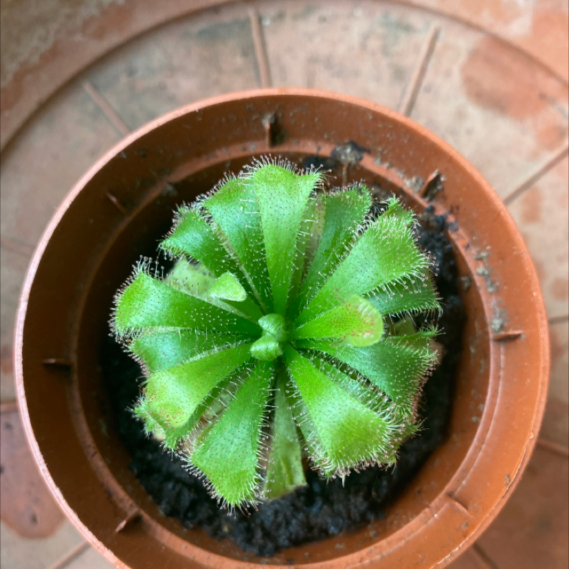 Photo of the plant species Drosera capensis 'Bot River' by Itzíar named Nagato on Greg, the plant care app