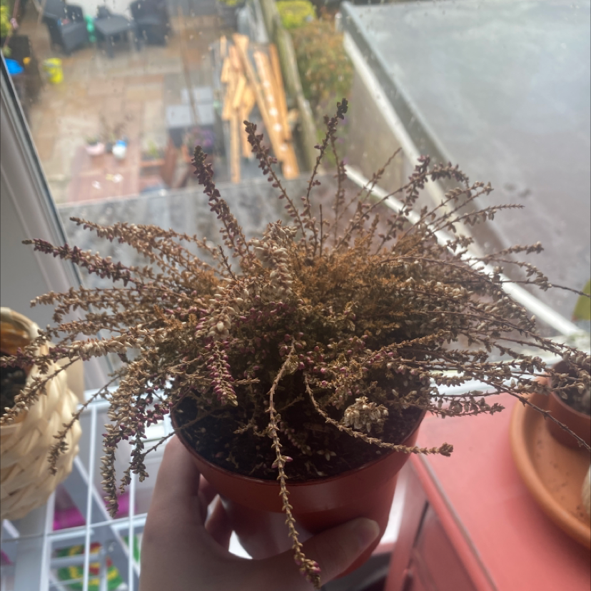 Photo of the plant species Heather by @Serren named Fernie on Greg, the plant care app