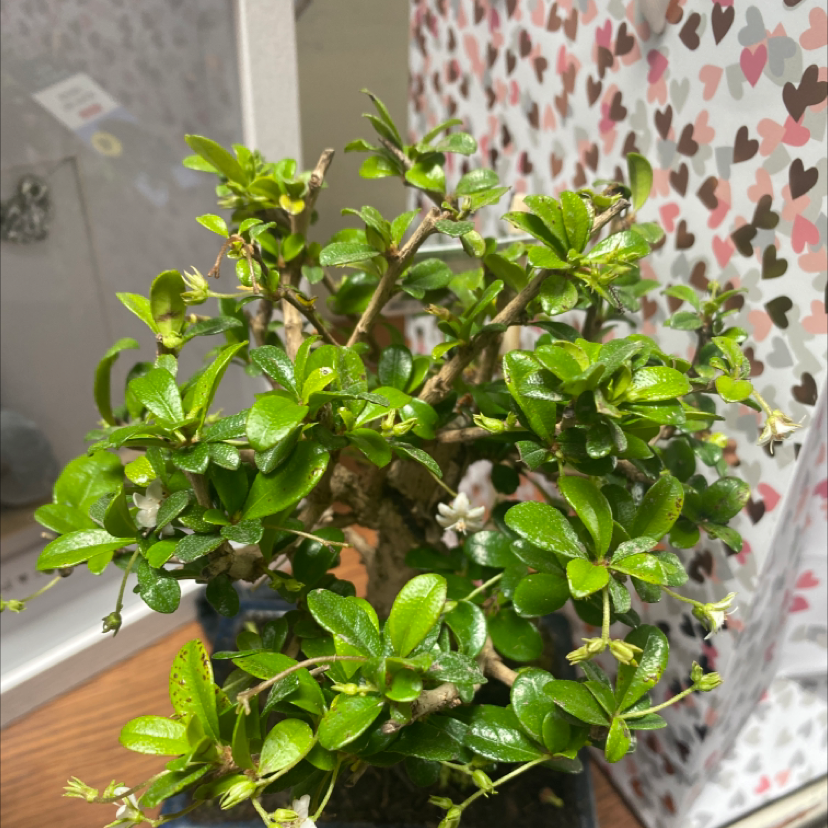 Photo of the plant species Fukien Tea Tree by @Serren named Orwell on Greg, the plant care app