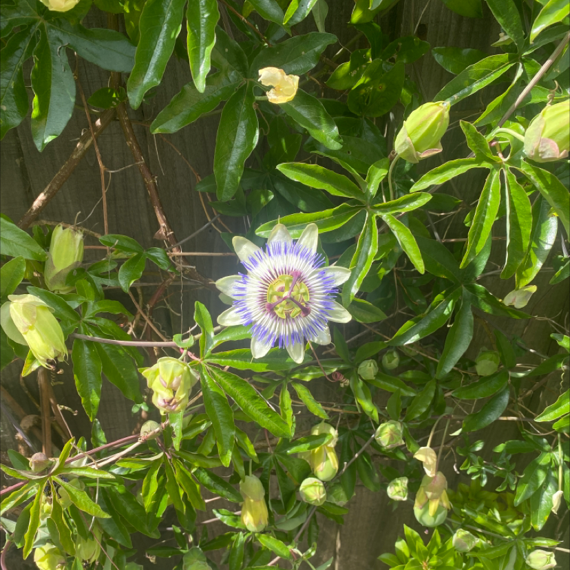 Photo of the plant species Bluecrown Passionflower by @Serren named Zeus on Greg, the plant care app