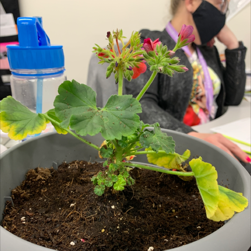 Zonale Geranium plant photo by @beesnknees named gragnork on Greg, the plant care app.