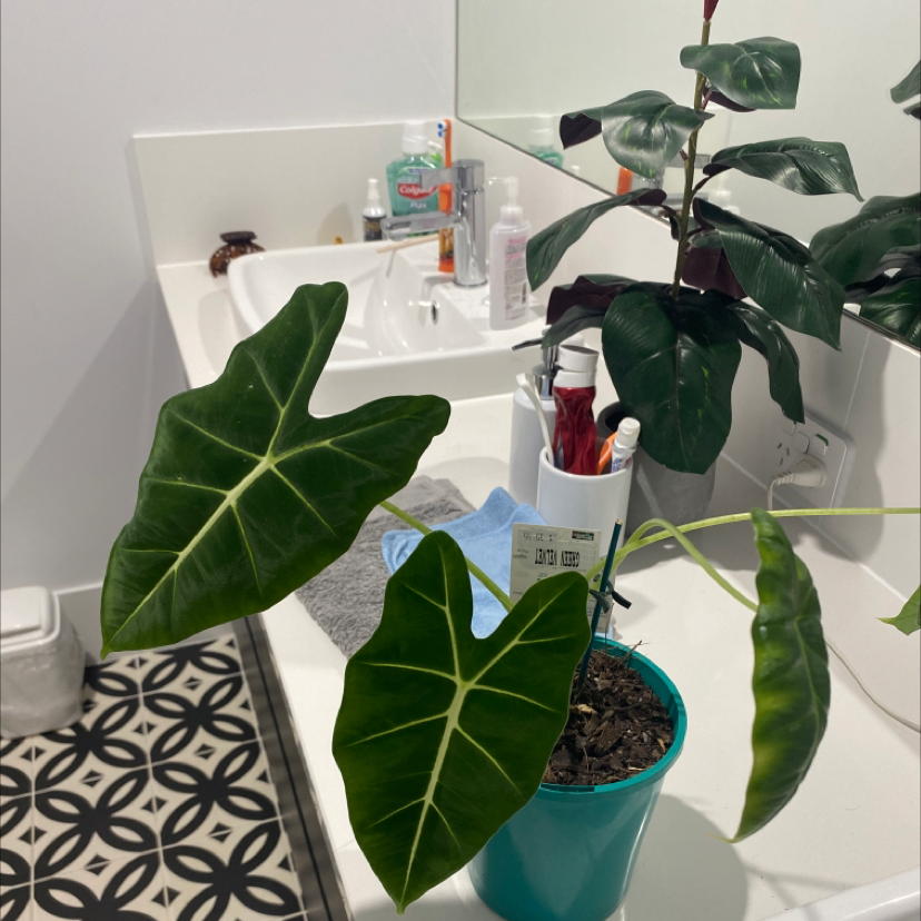 Green Velvet Alocasia plant in a blue pot on a bathroom counter with healthy green leaves.