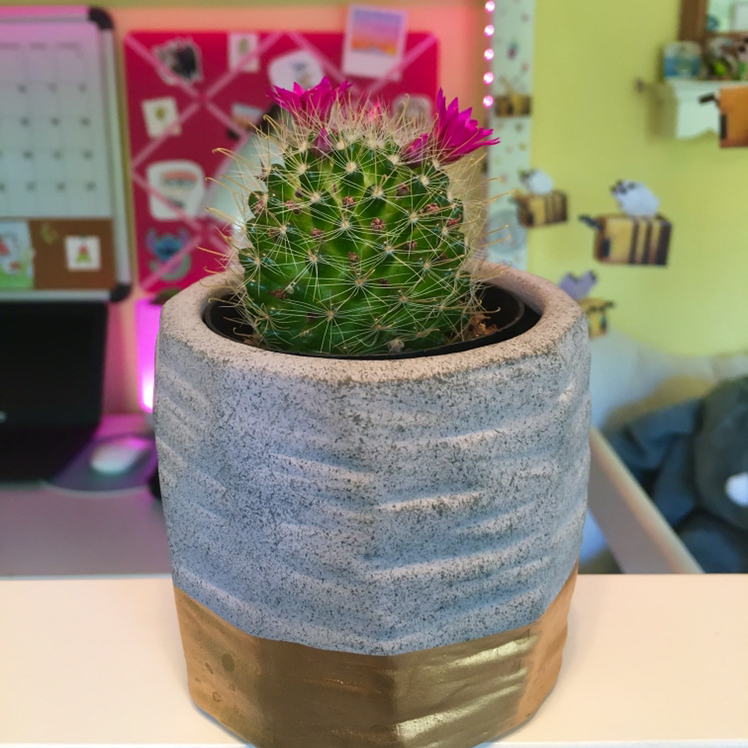 Arizona Rainbow Cactus in a decorative pot with pink flowers, well-framed and in focus.