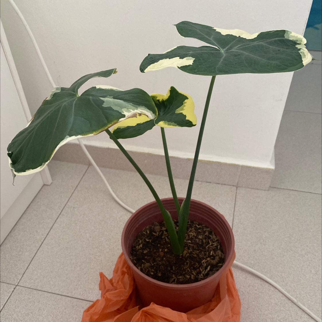 Potted Mickey Mouse Taro plant with some yellowing at the leaf edges.
