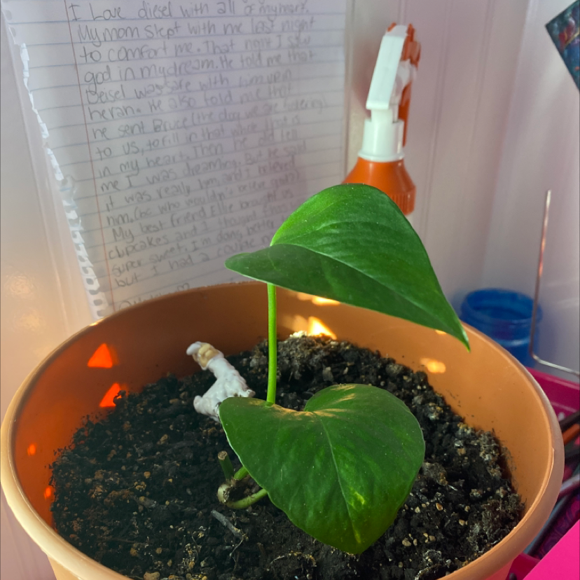 Taro Vine plant photo by @fablioso named Lucy on Greg, the plant care app.