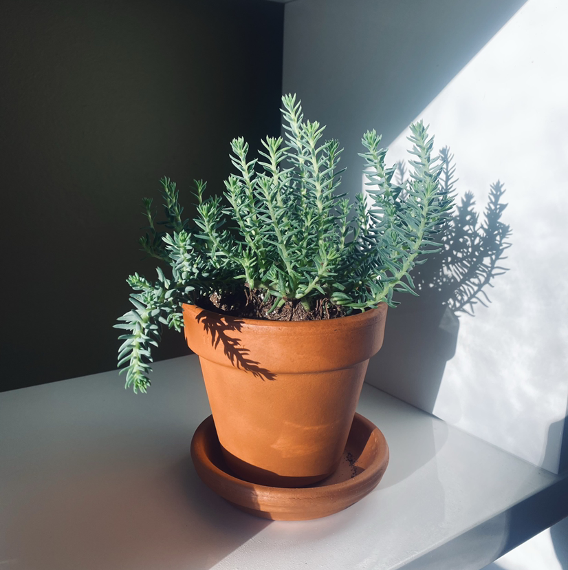 Photo of the plant species Jenny's Stonecrop by @dnfrnw named Nemo on Greg, the plant care app