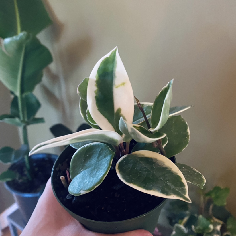 Hoya Carnosa Tricolor plant with variegated leaves in a pot, held by a hand.