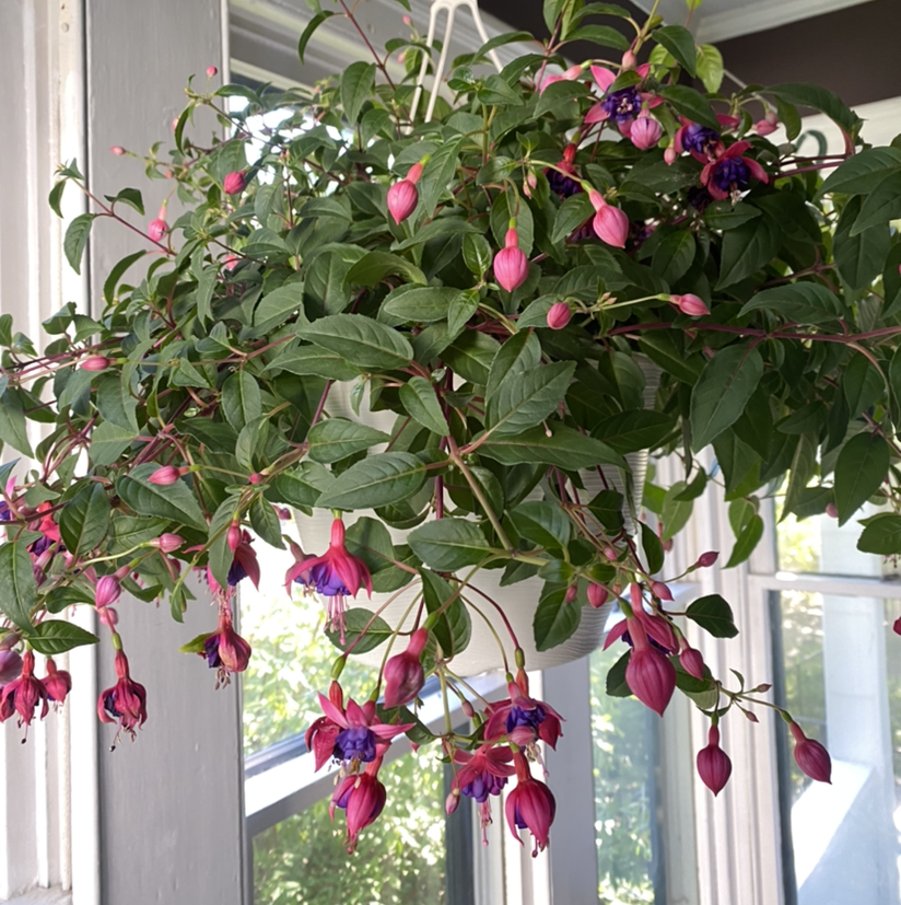 Photo of the plant species Hummingbird Fuchsia by @dnfrnw named Daiane on Greg, the plant care app