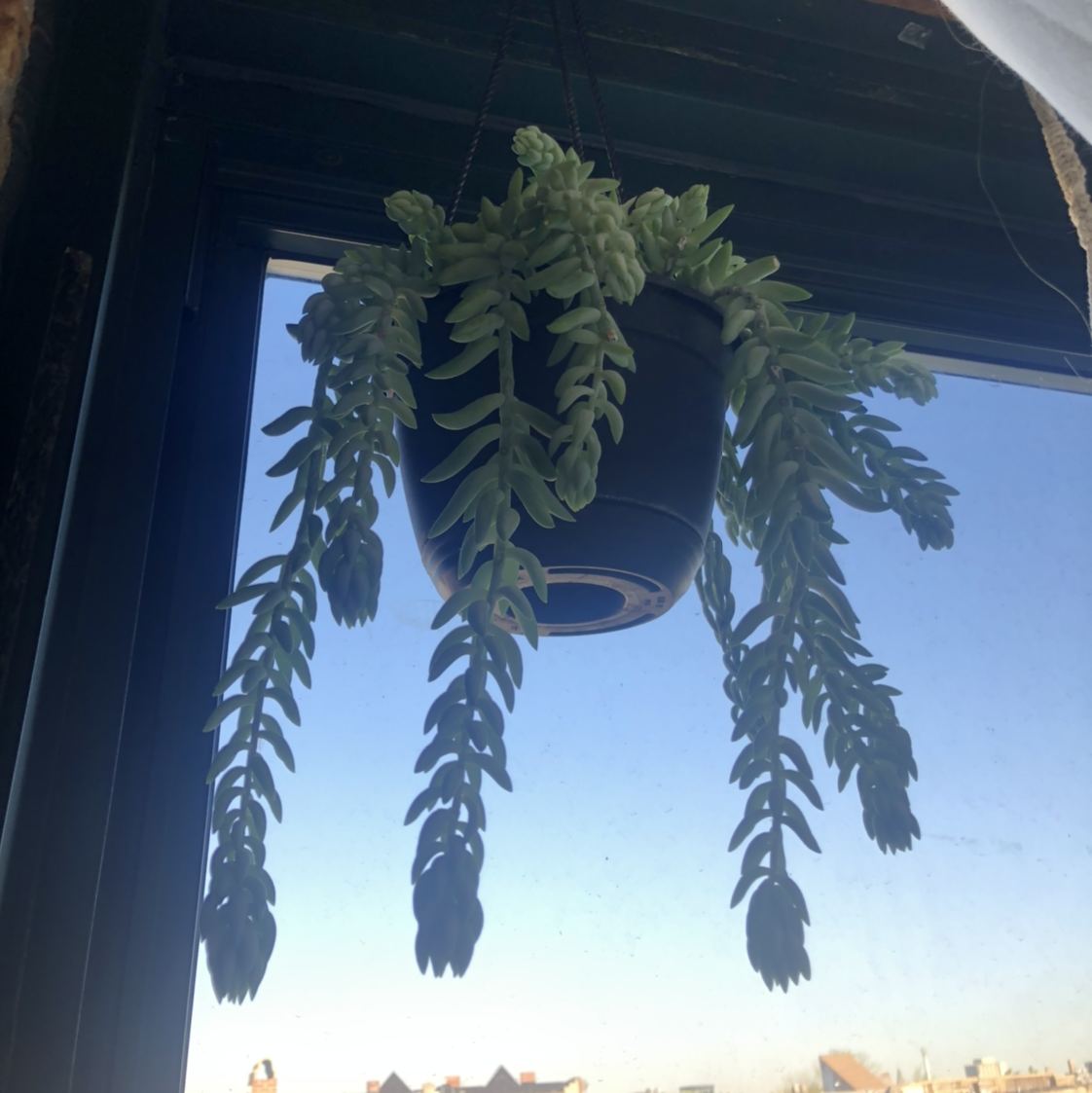 Burro's Tail plant photo by @oprah_rynfrey named Quichote on Greg, the plant care app.