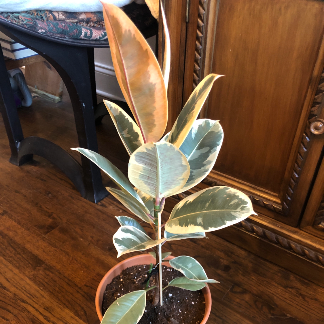Rubber Plant plant photo by @oprah_rynfrey named Tineke on Greg, the plant care app.