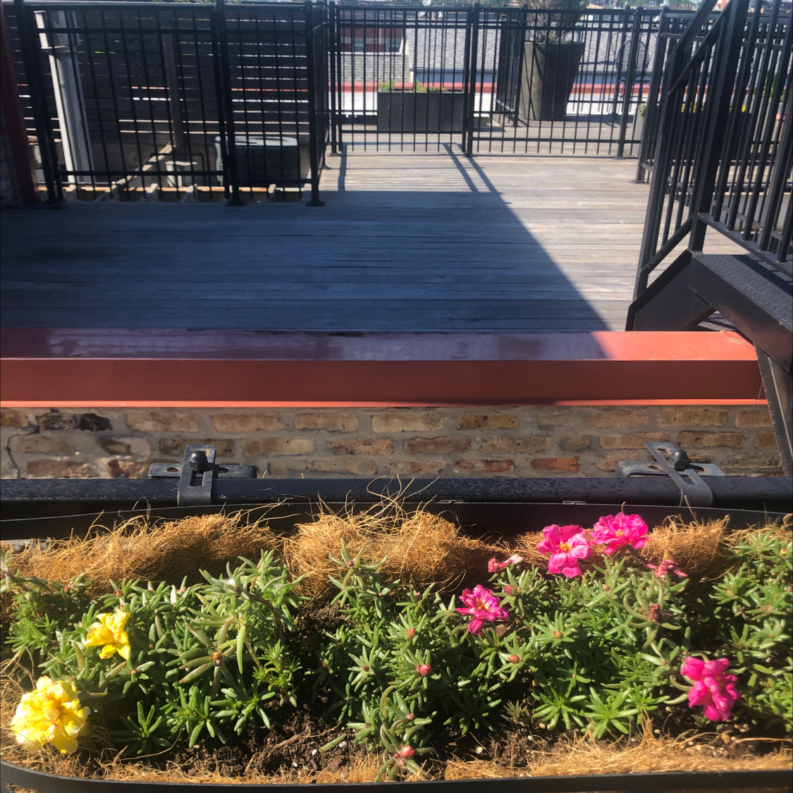 Healthy moss rose purselane plant with vibrant green leaves and pink and yellow flowers blooming in a planter box on a balcony.