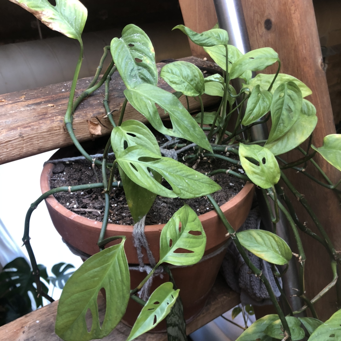 Swiss Cheese Vine plant photo by @oprah_rynfrey named Tina Turner on Greg, the plant care app.