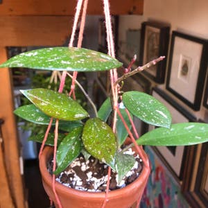 Hoya Pubicalyx plant photo by @oprah_rynfrey named Oya on Greg, the plant care app.