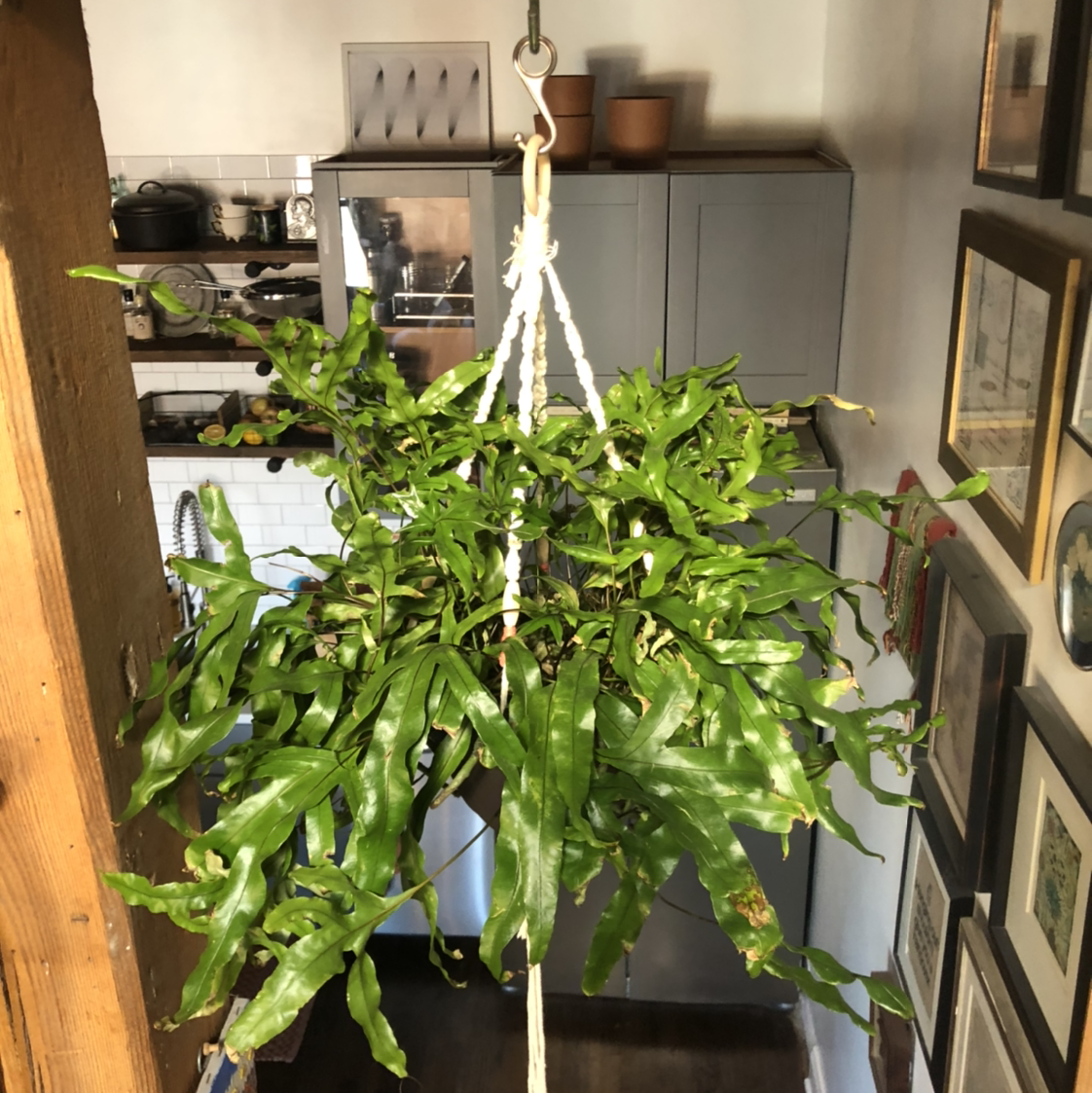 Virginia Blue Fern plant photo by @oprah_rynfrey named Barbie on Greg, the plant care app.