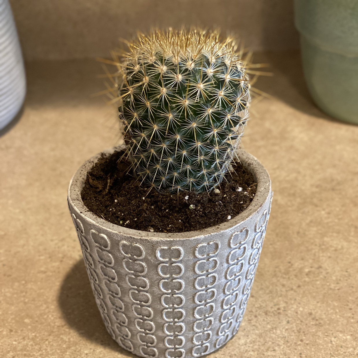 Correll's Hedgehog Cactus in a decorative pot with visible soil.