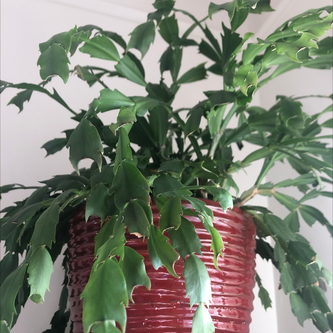 Photo of the plant species False Christmas Cactus by Morgan named Cracktus on Greg, the plant care app