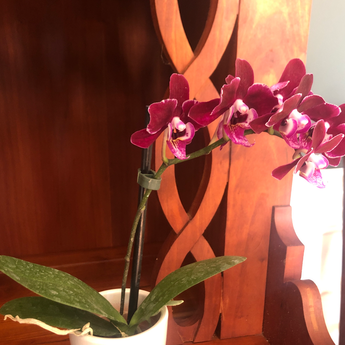 Mini Phalaenopsis Orchid with vibrant purple flowers and healthy green leaves in a white pot.