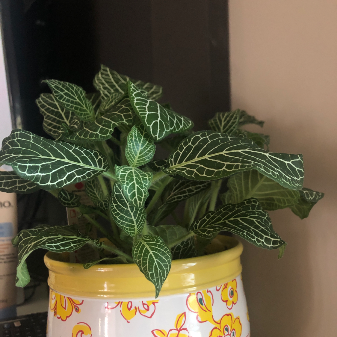 Nerve Plant plant photo by Morgan named Stella on Greg, the plant care app.