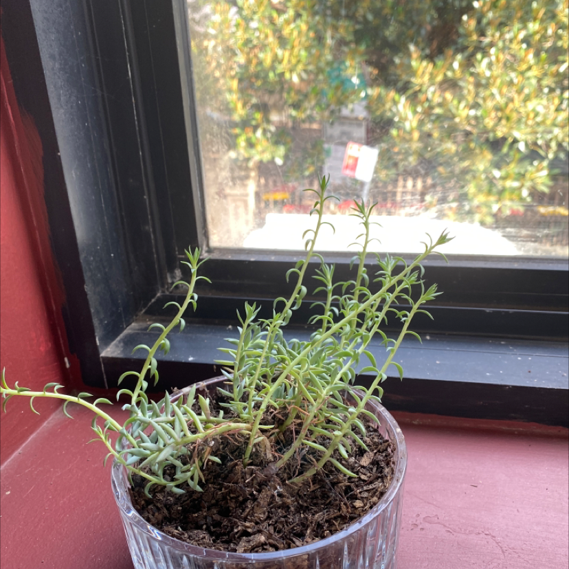 Jenny's Stonecrop plant in a clear container on a windowsill with an outdoor view.