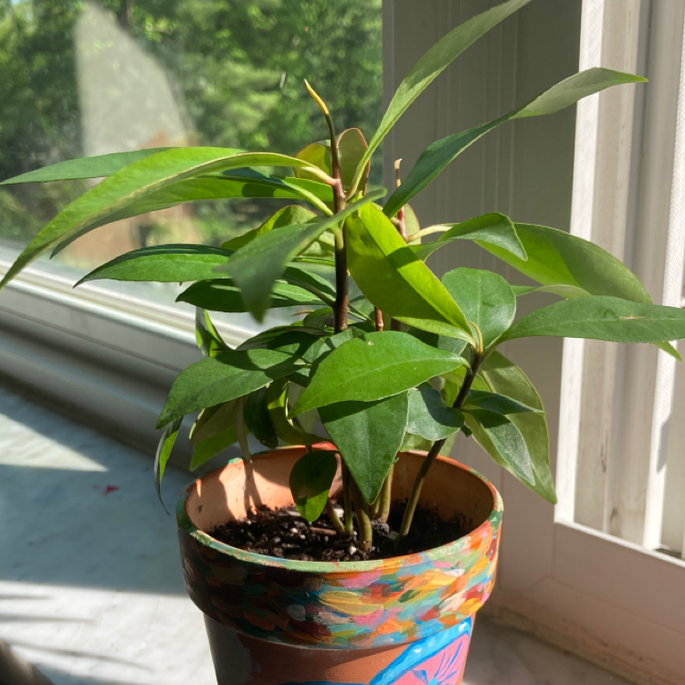 Shoebutton plant in a colorful pot near a window with healthy green leaves.